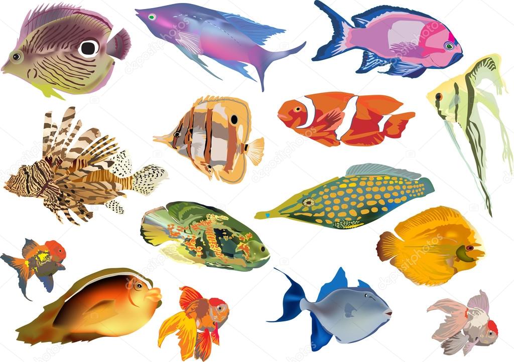 fifteen tropical fishes on white