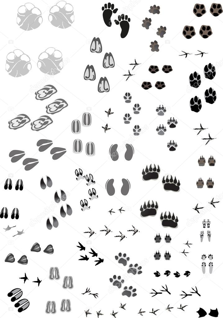 huge set of animal and human grey tracks