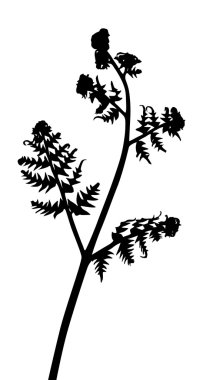 beyaz üzerine siyah tek fern siluet