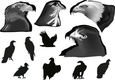 beyaz gri ve siyah Kartallar koleksiyonu