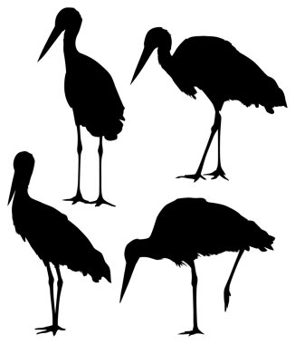 Beyaz arka plan üzerinde izole dört leylek