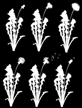 Beyaz karahindiba yaşam aşamaları çizimi