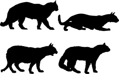 dört izole kedi koleksiyonu