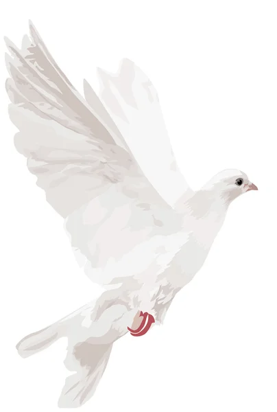 Illustration de colombe blanche isolée — Image vectorielle