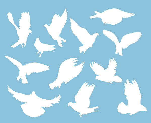 set of white pigeons on light blue