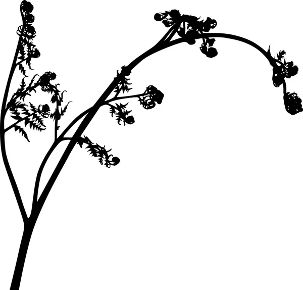 孤立在白色的单一蕨剪影 — 图库矢量图片