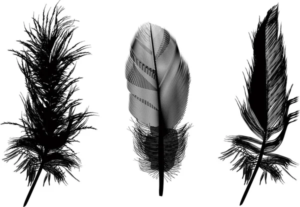 Trois plumes noires illustration — Image vectorielle