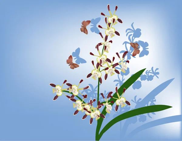 Brown and yellow orchid flowers on blue — Stock Vector