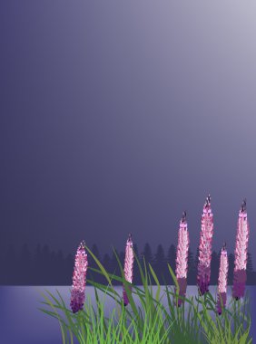 karanlık göl yakınındaki acı bakla pembe çiçekler