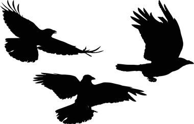 kümesi üzerinde beyaz izole üç kuş silhouettes