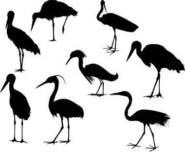 sekiz leylek ve üzerinde beyaz izole balıkçıllar