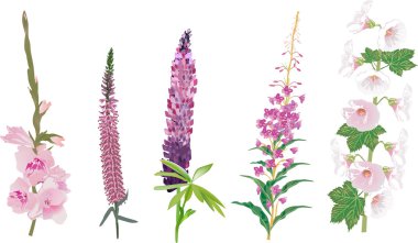 vijf roze bloemen collectie geïsoleerd op wit