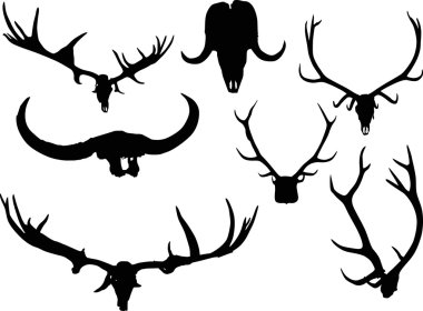 geyik boynuzu ve boynuzları seti