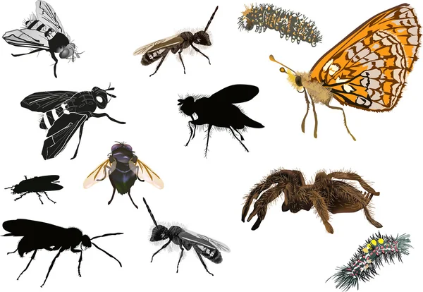 Ensemble de douze insectes isolés — Image vectorielle