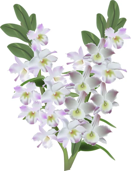 Ελαφρύ πασχαλιά απομονωθεί orchid λουλούδια εικονογράφηση — Διανυσματικό Αρχείο