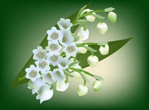 Illustration verte avec bouquet de lis de la vallée — Image vectorielle
