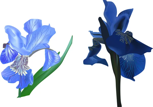 Due fiori di iride blu su bianco — Vettoriale Stock