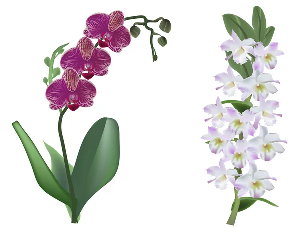 Світлі і темно-рожеві квіти орхідей на білому — стоковий вектор