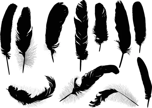 Eleven black feathers — Stock Vector