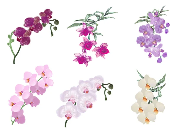 Seis inflorescencias de las orquídeas del color en blanco — Vector de stock