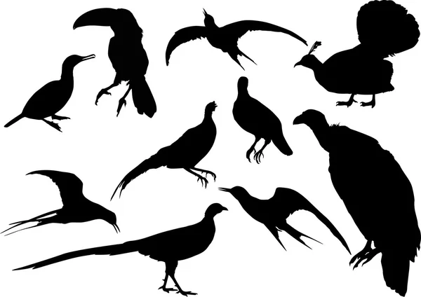 Ten isolated different bird silhouettes — Stock Vector