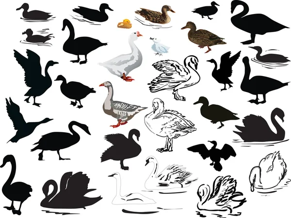 Isolerade simning bird collection — Stock vektor
