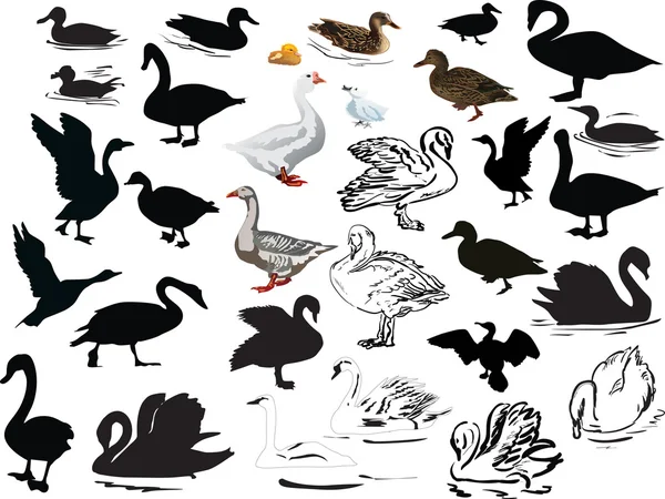 Colección de aves nadadoras aisladas — Vector de stock