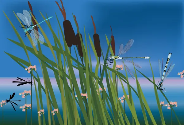 Rush and dragonflies near pond — Stock Vector