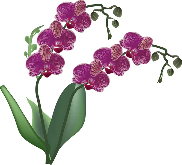Темно-розовый цветок орхидеи с зелеными листьями — стоковый вектор