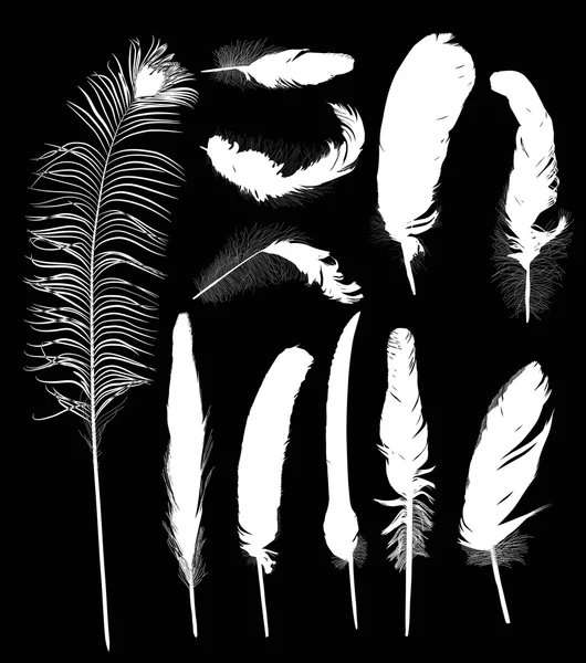 Onze plumes blanches — Image vectorielle
