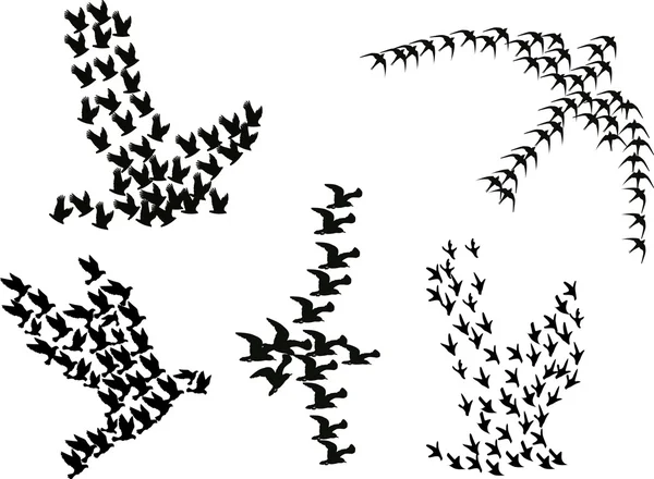 Ensemble de cinq oiseaux complexes isolés sur blanc — Image vectorielle