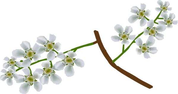 Isolerade fågel cherry tree blommor illustration — Stock vektor