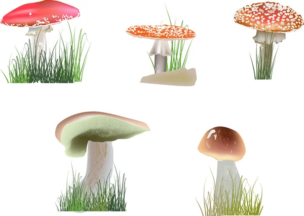 Color mushrooms in grass on white — Stock Vector