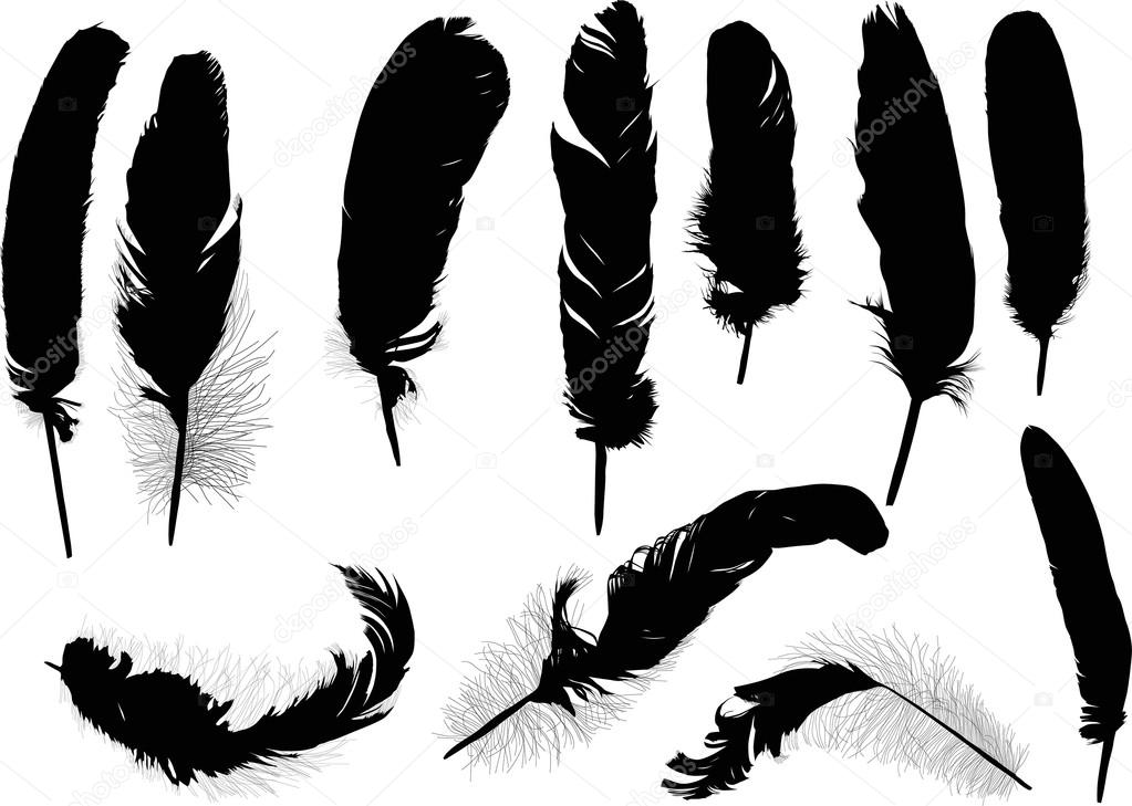 Eleven black feathers