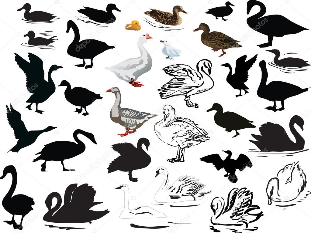 isolated swimming bird collection