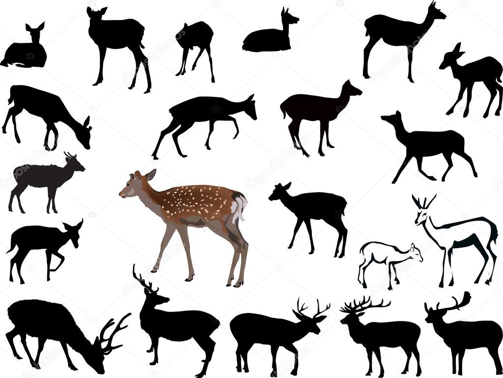 twenty one deers illustration