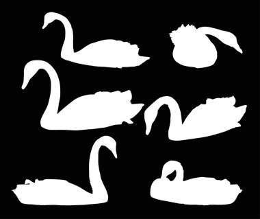 kuğular siyah izole Yüzme seti