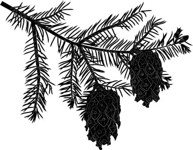 siyah köknar dalı ile üzerine beyaz izole koniler