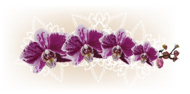 koyu pembe orkide çiçekleri ile şerit