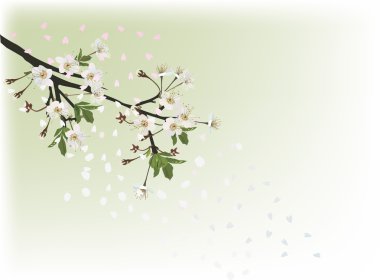 kiraz çiçeği ile ışık şekil