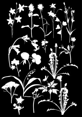 muchas flores silvestres en negro