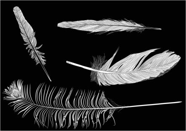 dört gri tüyler skeçler