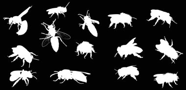 Arı ve arı siluet siyah izole