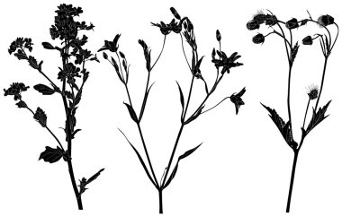 beyaz üzerine üç yabani çiçek şube