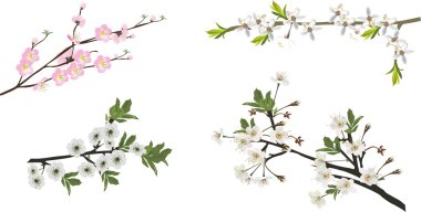 koleksiyon izole sakura şubeleri
