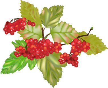 beyaz izole arrowwood Şubesi