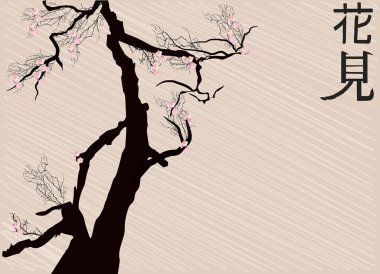 eski kiraz ağacı Pembe çiçek