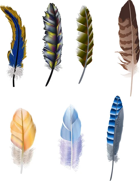 Seven color isolated feathers — Stock Vector