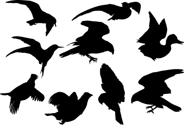 Nueve siluetas de aves voladoras aisladas en blanco — Vector de stock