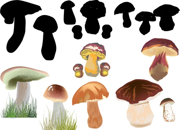 Champignons noirs et de couleur sur blanc — Image vectorielle